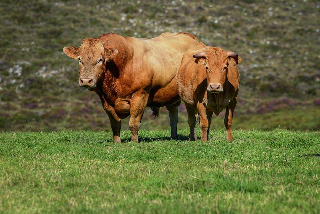 Rubia Gallega | Vacca vecchia Galiziana
