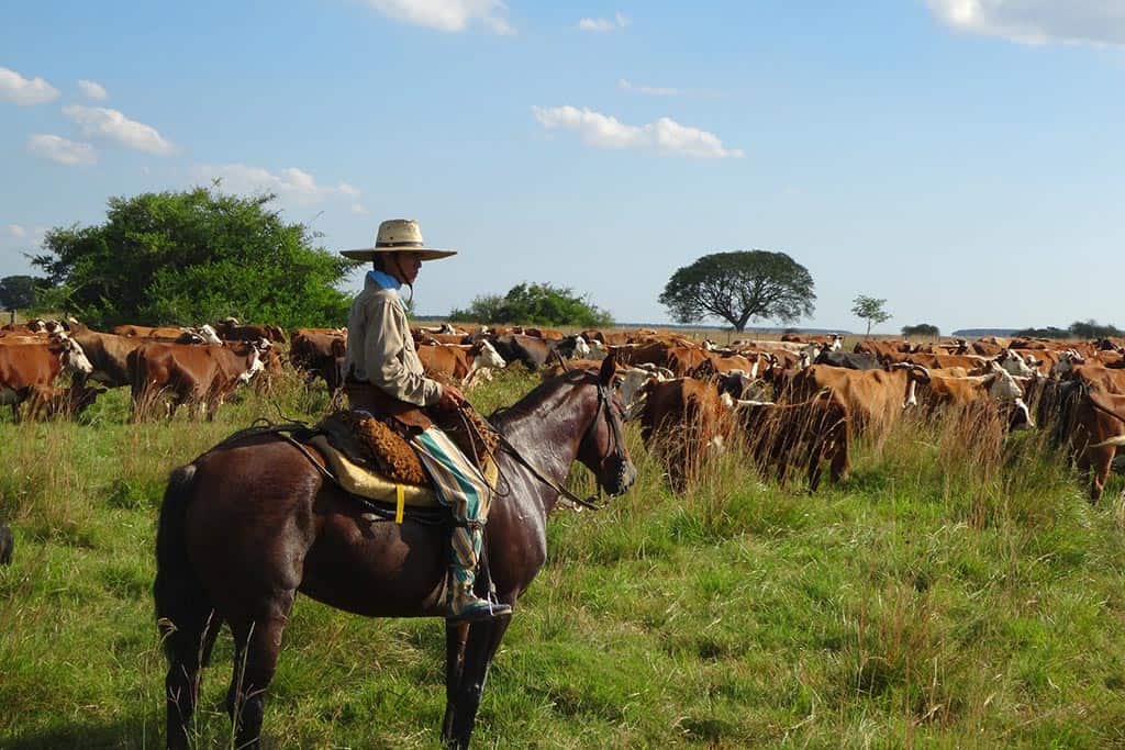 Gaucho Pampa Argentina